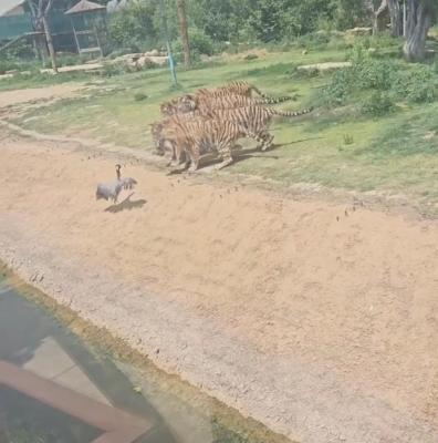 一只灰鹤误入虎园，遭七只老虎围猎捕食