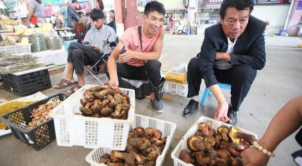 天价鸡枞变赔钱货，一斤狂跌一百多