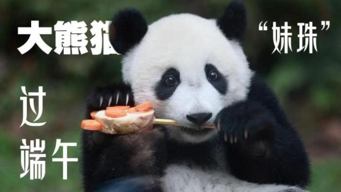 大熊猫“妹珠”过端午，仪式感满满惹人爱
