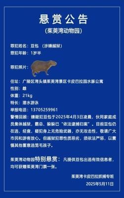 越狱卡皮巴拉豆包回家胖了一斤多