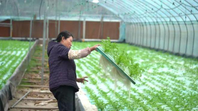 全身瘫痪小伙带全家住集装箱种菜，赔光拆迁款仍坚持
