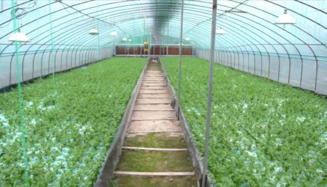 全身瘫痪小伙带全家住集装箱种菜，赔光拆迁款仍坚持