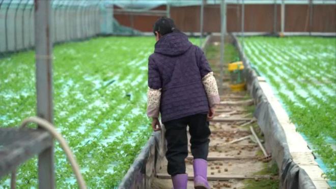 全身瘫痪小伙带全家住集装箱种菜，赔光拆迁款仍坚持