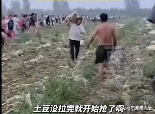 村民哄抢500亩土豆因收购商压价过低引发不满