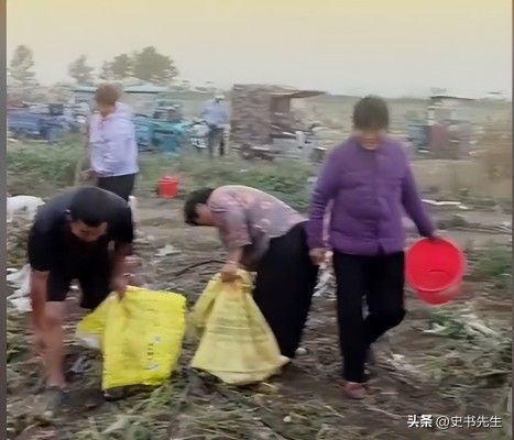 村民哄抢500亩土豆因收购商压价过低引发不满