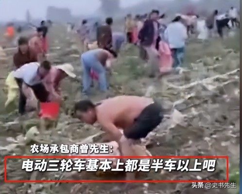村民哄抢500亩土豆因收购商压价过低引发不满