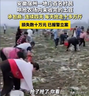 村民哄抢500亩土豆因收购商压价过低引发不满