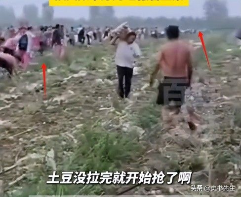 村民哄抢500亩土豆因收购商压价过低引发不满