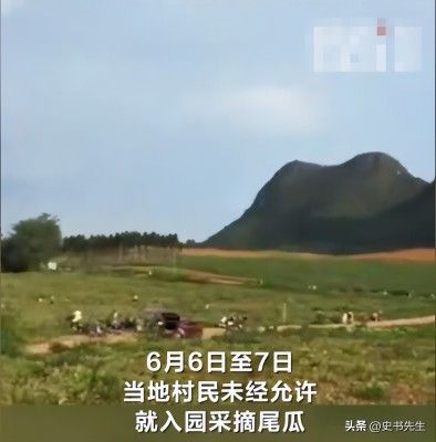 村民哄抢500亩土豆因收购商压价过低引发不满