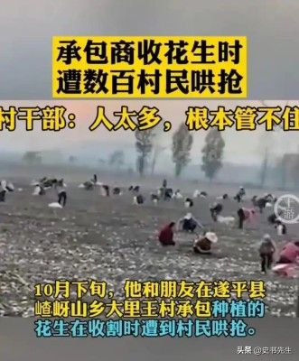村民哄抢500亩土豆因收购商压价过低引发不满