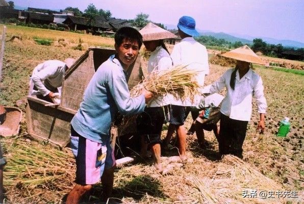村民哄抢500亩土豆因收购商压价过低引发不满