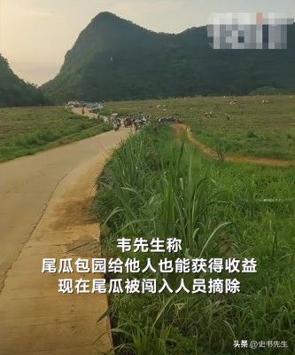 村民哄抢500亩土豆因收购商压价过低引发不满