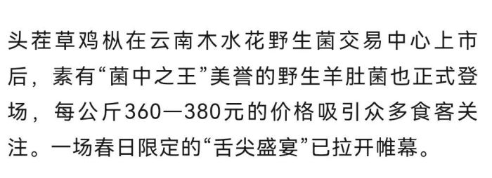 菌中之王火爆市场，每公斤售价高达1800元