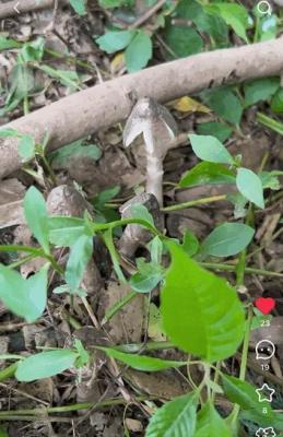 菌王热销 杭州人凌晨采菌忙