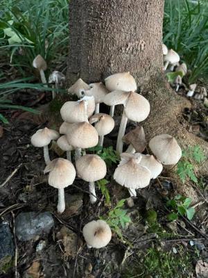 菌王热销 杭州人凌晨采菌忙