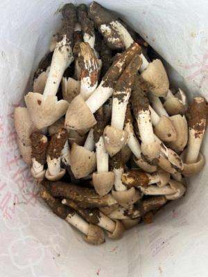 菌王热销 杭州人凌晨采菌忙