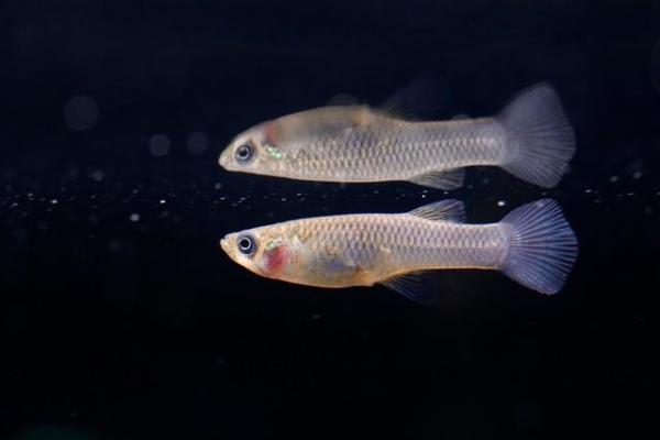 5千多灭蚊鱼上岗,助力防控登革热