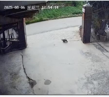 养了30多年的鳄龟被过路司机抱走，主人恳求“不要杀它，很通人性”，警方：已调监控