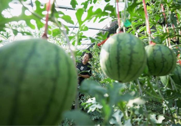 8月科学流言榜：无籽西瓜不可食用？鸡蛋应清洗后保存？