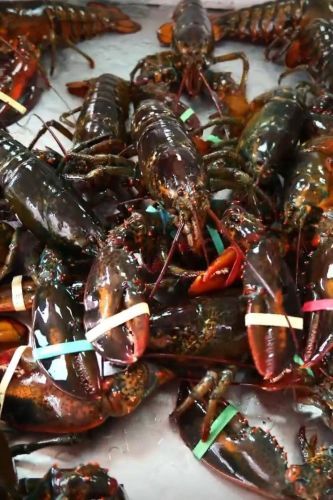 河南幼儿园餐费20元含龙虾鲍鱼